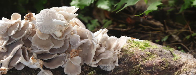 Locally grown gourmet mushrooms and NZ Lion's Mane supplements, crafted for natural wellness and brain health